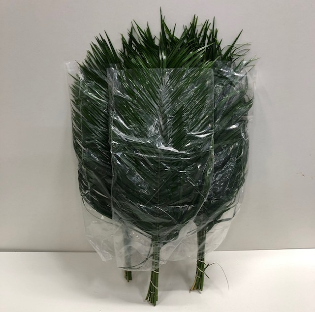 Leaf roebelini L.jpg